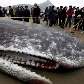 Cadáver de baleia cachalote gigante em praia da China