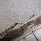 Minha Casa, Minha Vida em Arapiraca