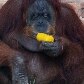Animais ganham picolés no Jardim Zoológico do Rio de Janeiro 