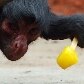 Animais ganham picolés no Jardim Zoológico do Rio de Janeiro 