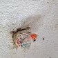 Minha Casa, Minha Vida em Arapiraca