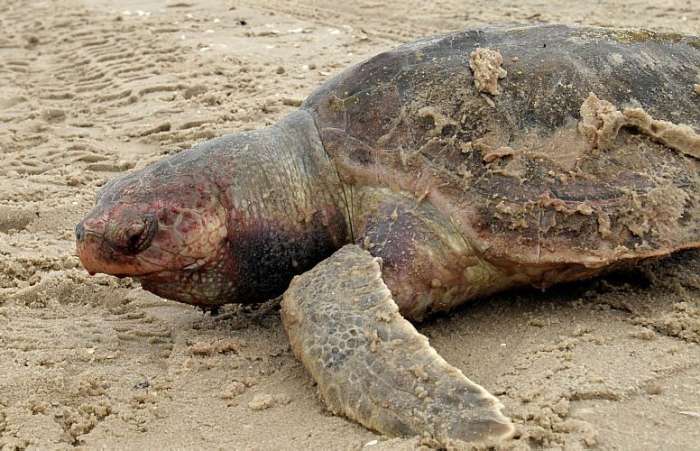 Tartaruga marinha � vista morta nas areias da praia de Bay Saint Louis, Mississippi