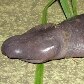 Cobras-cegas raras são encontradas em Rondônia Cobras-cegas raras são encontradas em Rondônia