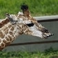 Morre girafa que nasceu no zoológico de São Paulo Morre girafa que nasceu no zoológico de São Paulo