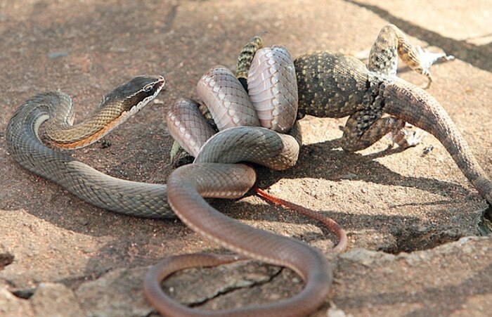 Cobra come lagarto em Brasília