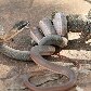 Cobra come lagarto em Brasília