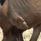 Dono faz campanha para ajudar égua de 3 patas