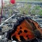 Fotos demonstram a visão de jovens sobre natureza e a poluição