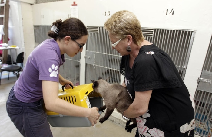 SP realiza feira de adoção com cães, gatos e até cavalos 