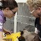 SP realiza feira de adoção com cães, gatos e até cavalos 