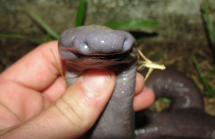 Cobras-cegas raras são encontradas em Rondônia