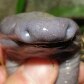 Cobras-cegas raras são encontradas em Rondônia Cobras-cegas raras são encontradas em Rondônia