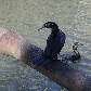 Aves se refrescam no canal 2 em dia de calor em Santos. 19/06/2010 