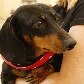 Animais puderam entrar na igreja durante a missa especial Animais puderam entrar na igreja durante a missa especial