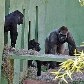 Macho é o único da espécie em cativeiro na América do Sul; fêmeas vieram da Inglaterra