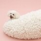 Mostra traz casinhas de cachorro projetadas na medida para eles
