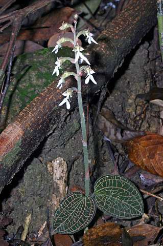 Animais e plantas desconhecidos 5