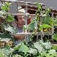 Morar na cidade não é mais desculpa para não ter uma hortinha em casa