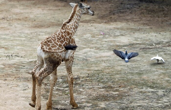 Morre girafa que nasceu no zoológico de São Paulo