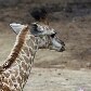 Morre girafa que nasceu no zoológico de São Paulo Morre girafa que nasceu no zoológico de São Paulo