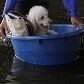 Cães e gatos são resgatados de templo inundado na Tailândia Cães e gatos são resgatados de templo inundado na Tailândia