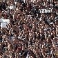 Toda poderosa: torcida do Corinthians faz a diferença nos jogos da equipe no Pacaembu Toda poderosa: torcida do Corinthians faz a diferença nos jogos da equipe no Pacaembu