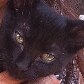 Gata morre em SP infectada com o vírus da raiva 