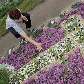 Na cidadade de Spycimierz, Polônia, uma cruz feita de flores para celebrar o Corpus Christi Na cidadade de Spycimierz, Polônia, uma cruz feita de flores para celebrar o Corpus Christi