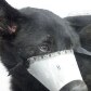 Turista surta e atira cachorros pela janela de prédio em Guarujá Turista surta e atira cachorros pela janela de prédio em Guarujá