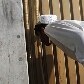 Curiosos tentam observar o interior da casa onde Osama Bin Laden foi encontrado, no Paquistão Curiosos tentam observar o interior da casa onde Osama Bin Laden foi encontrado, no Paquistão