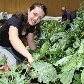 Morar na cidade não é mais desculpa para não ter uma hortinha em casa Morar na cidade não é mais desculpa para não ter uma hortinha em casa