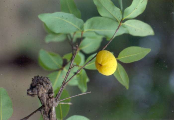 Cagaita, uma fruta do cerrado.