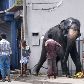 Elefante invade rua de Colombo