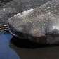 Baleia morta é encontrada na China; animal mede 6 metros e pesa 3 toneladaas