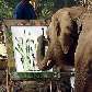 Elefante pinta quadro em Centro de Conservação de Elefantes na cidade de Lampang, na Tailândia Elefante pinta quadro em Centro de Conservação de Elefantes na cidade de Lampang, na Tailândia