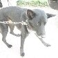 Veja casos de maus-tratos aos animais