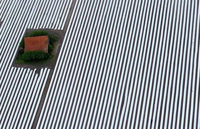Extensa plantação de espargos protegida com plásticos brancos rodeia uma casa em Furhberg, Alemanha