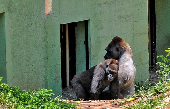 Gorila em extinção recebe duas companheiras em zoológico de MG