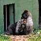 Gorila em extinção recebe duas companheiras em zoológico de MG