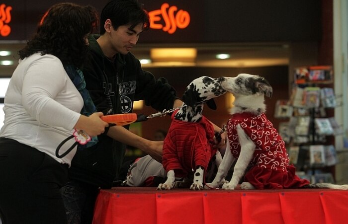 Cães mostram tendências de inverno em passarela