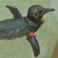 Dirk, o pinguim, foi sequestrado na Austrália Dirk, o pinguim, foi sequestrado na Austrália