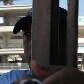 Parte da arquibancada cede e mata um operário na Arena Palestra Parte da arquibancada cede e mata um operário na Arena Palestra