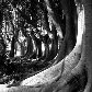 Jardim da Luz