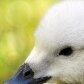 Filhotes raros nascem no Zoológico de São Paulo Filhotes raros nascem no Zoológico de São Paulo