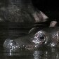 Hipopótamo Maruska tem o mais novo filhote do Zoológico de Praga, na República Tcheca Hipopótamo Maruska tem o mais novo filhote do Zoológico de Praga, na República Tcheca