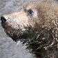 Filhotes brincam em zoológico da República Checa