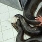 Sucuri de 6 metros é capturada no interior de São Paulo Sucuri de 6 metros é capturada no interior de São Paulo