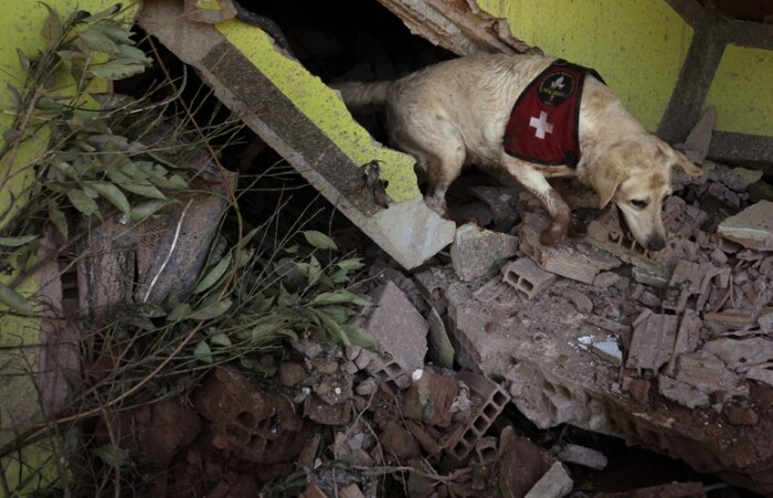 Cão espanhol da Cruz Vermelha busca por vítimas em escombros de Nova Friburgo