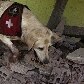 Cão espanhol da Cruz Vermelha busca por vítimas em escombros de Nova Friburgo
