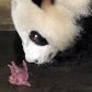 Panda gigante fêmea observa seu filhote no centro animal de Chengdu. Panda gigante fêmea observa seu filhote no centro animal de Chengdu.